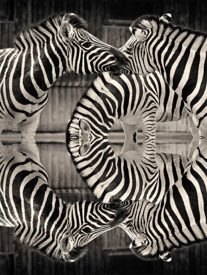 ZebrArt Streifen Zebras